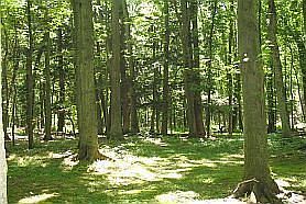 Heavy mature hardwood woodlands, great hunting here!