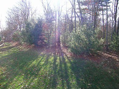 Back yard (facing left).