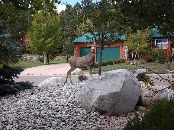 Frequent visitors