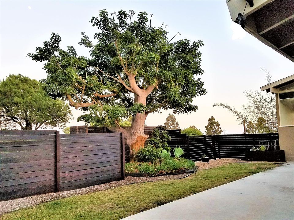 Precious mature trees
