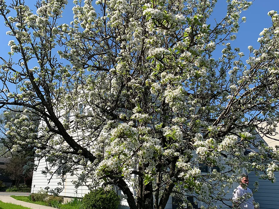 Spring