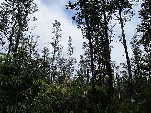 5th image of Road 9 Koloa Maoli Lot 5533