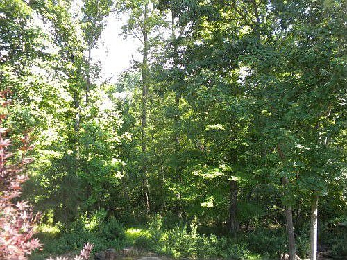 Summer View backyard