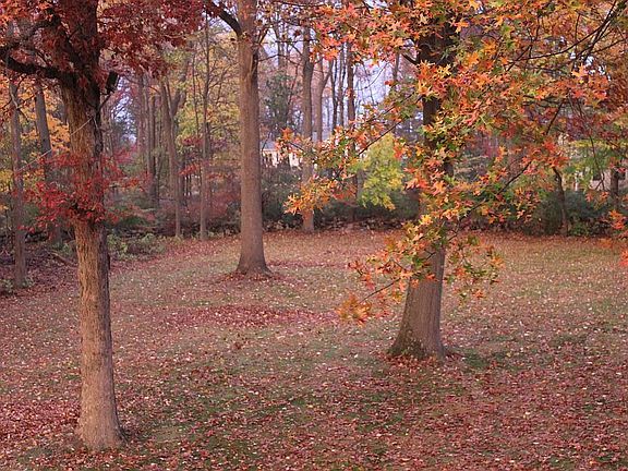 Backyard in fall