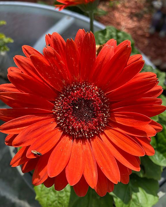 Flowers around this house.
