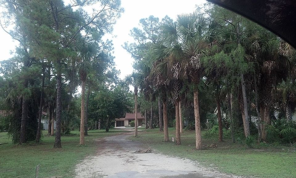 Wooded view from street