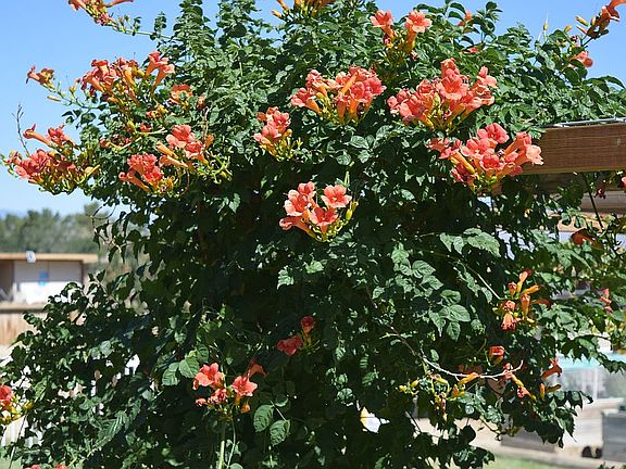 Trumpet Vine