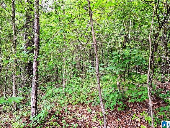 3rd image of Thornton Lake Rd #1