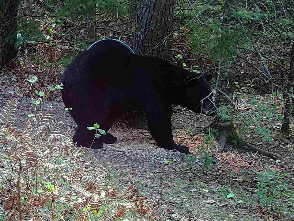 1st image of 2458 Chinwhisker Trl