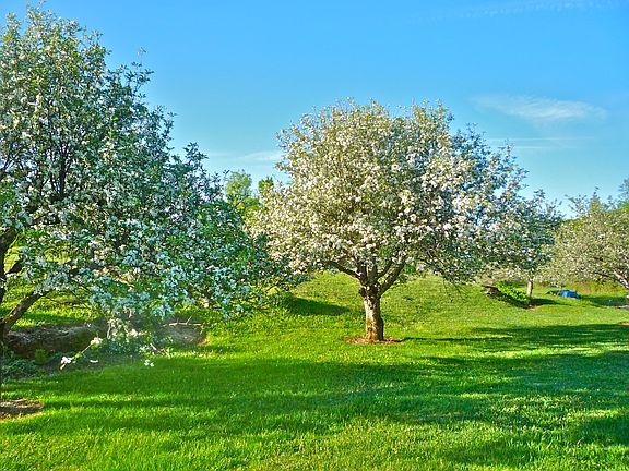 Apples in bloom