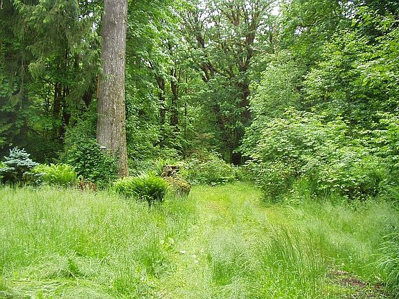 Trail to river