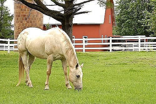 5 Horse pastures or 9.57 open acres