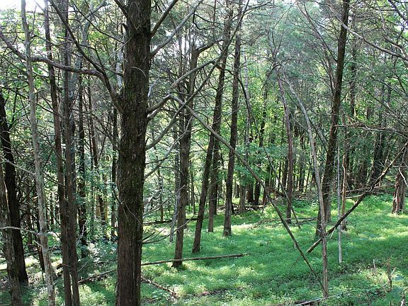 Cedar and pine thicket along a west facing slope