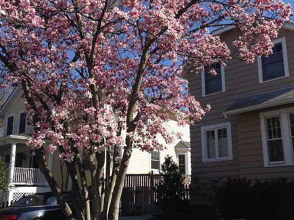 Beautiful Spring blooms