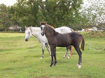 Welcome to horse country!