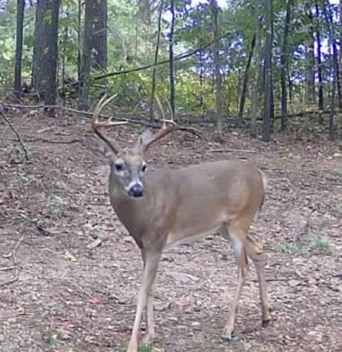 1st image of Tracewood Dr