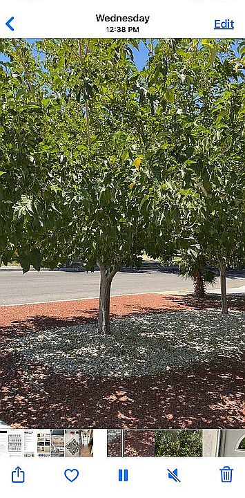 Lovely front yard and easy t