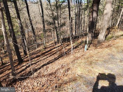 Polk, Basye, VA, 22810