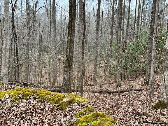 <p>Mature hardwoods</p>