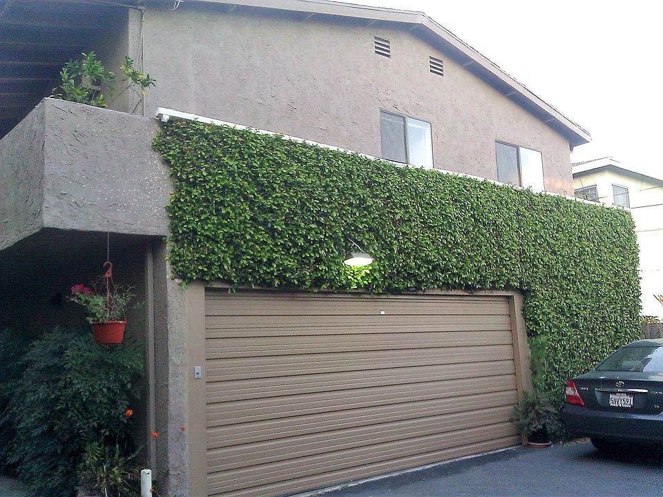 These clinging vines on the wall were removed.