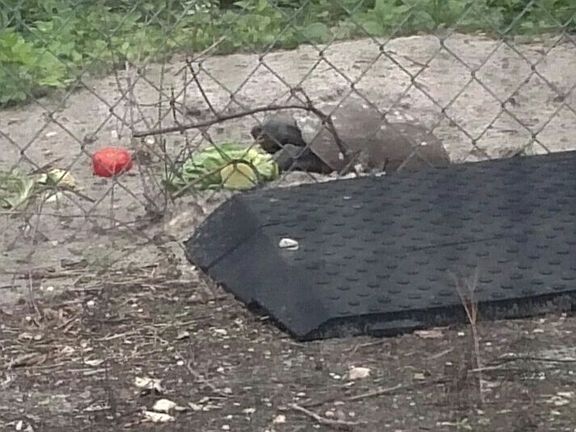 Speedy, your Gopher Tortoise