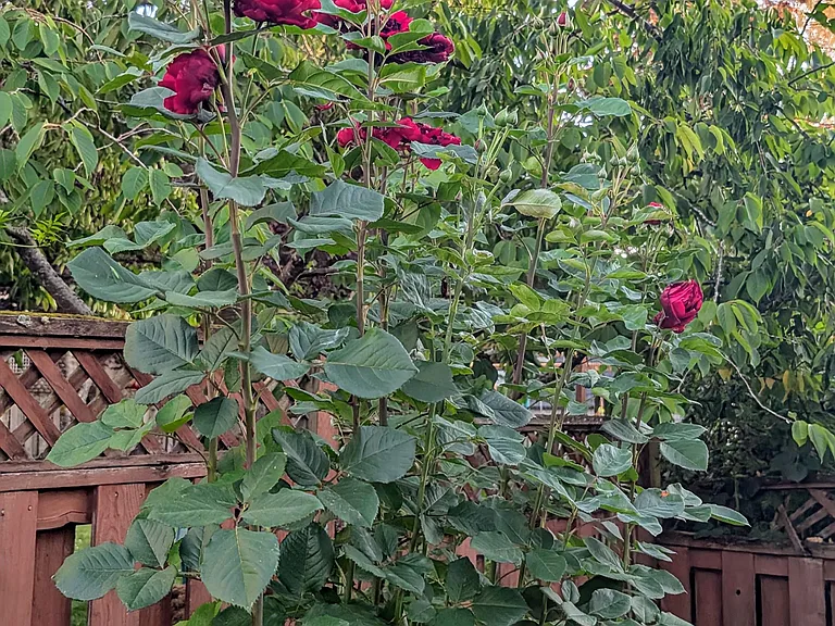 one of the rose bushes