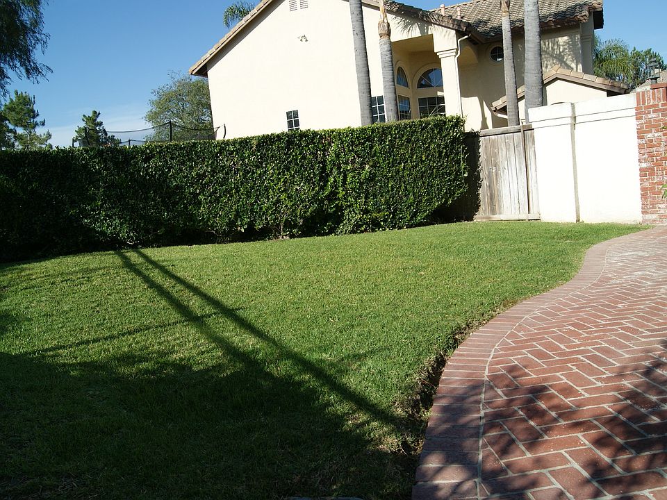 2nd image of 2 Coppercrest