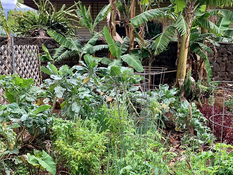 Leolani Pl — Photo 11
