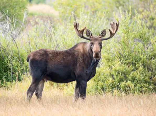 1 W Side Drive, Rangeley, ME 04964