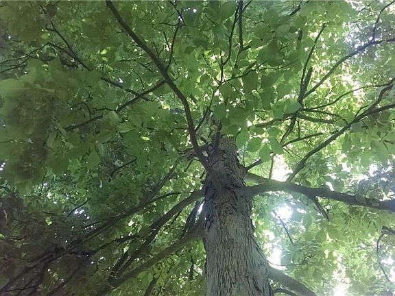 Another view of the majestic shade tree.