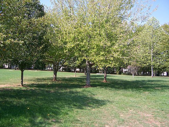 Bradford Pear, Magnolia, Maple, Tulip trees and lovely landscaping all around