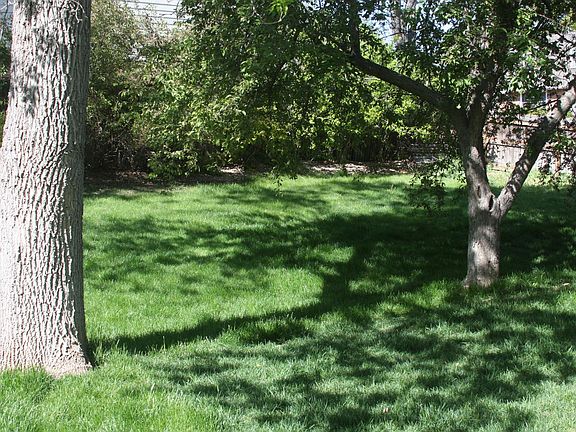 Large fenced back yard. Apple tree on right.