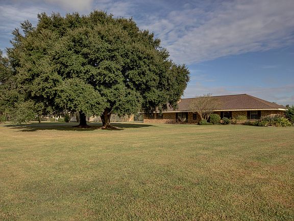 There are two live oaks in t