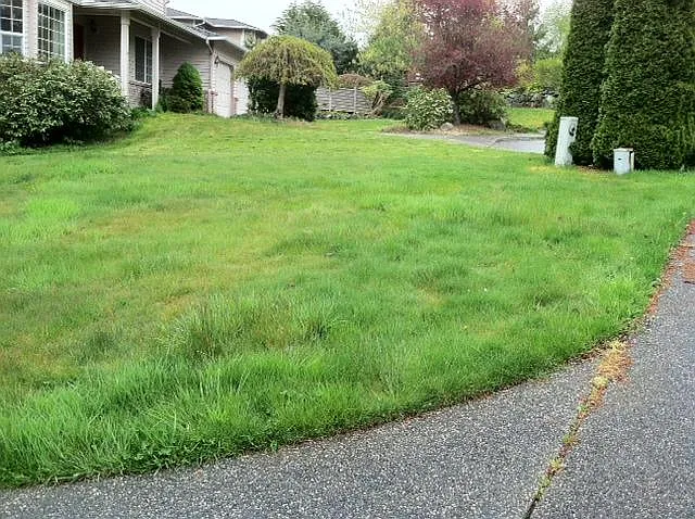 Large lawn front back & side - 2402 Viewcrest Ave