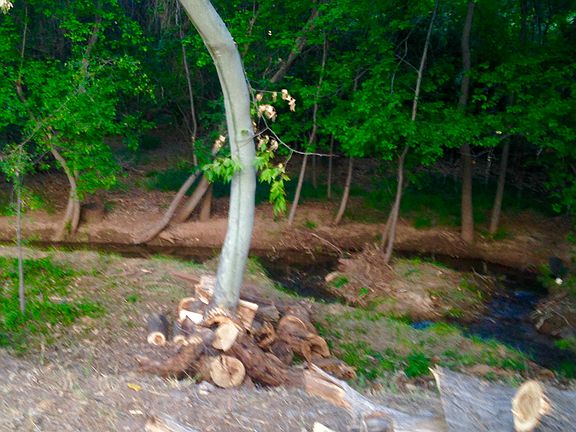 View of backyard on creek