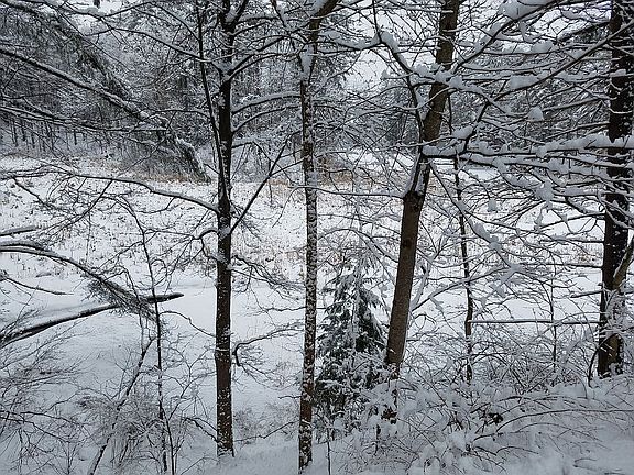 Out back, winter view