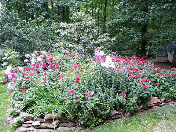 Bee balm attract hummingbird