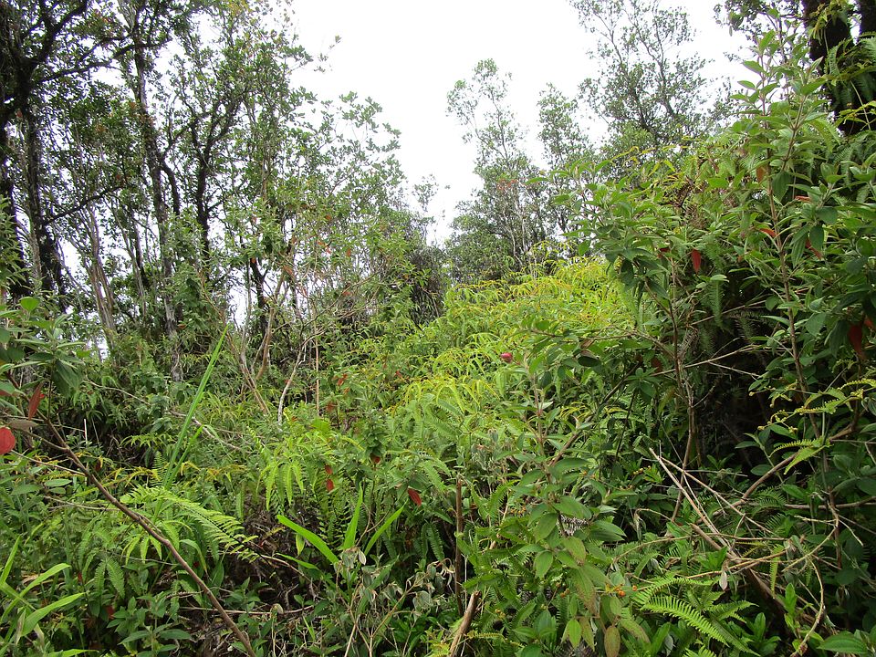 2nd image of Plumeria St Lot 6659
