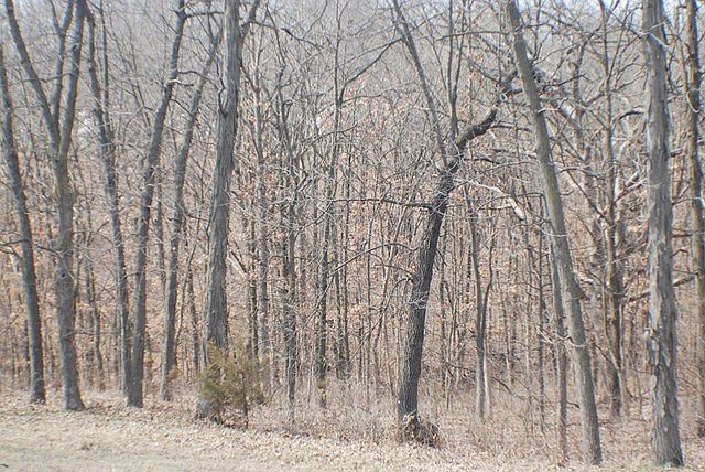 2nd image of 12014 Fox Glove Ct