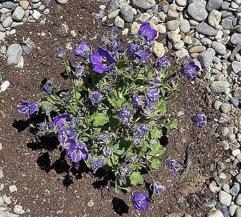Purple flowers in planter
