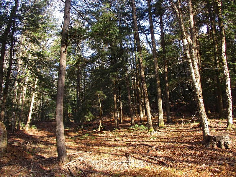 4th image of FOREST LAKE Road