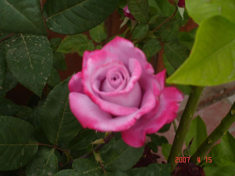 Rose garden in backyard