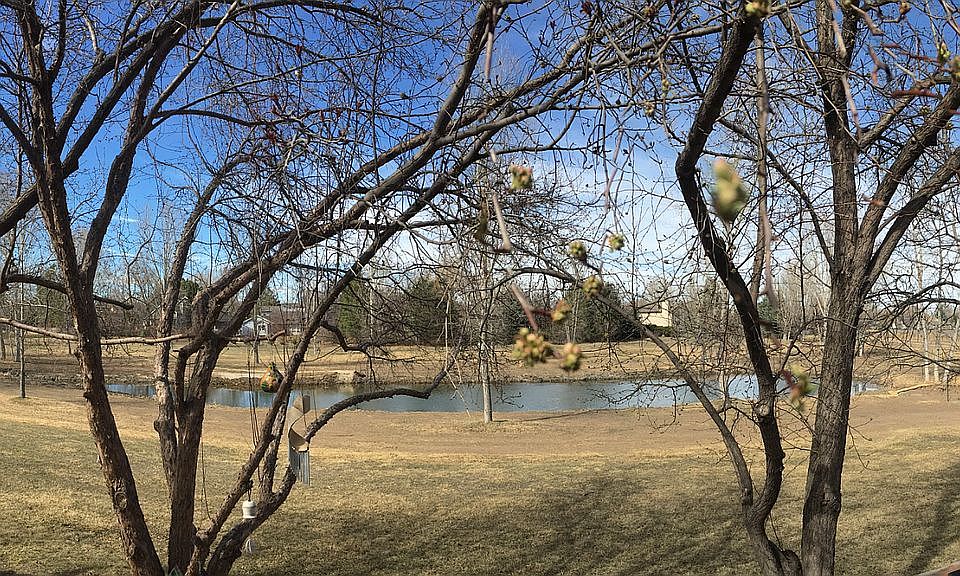 Backyard pond and open space
