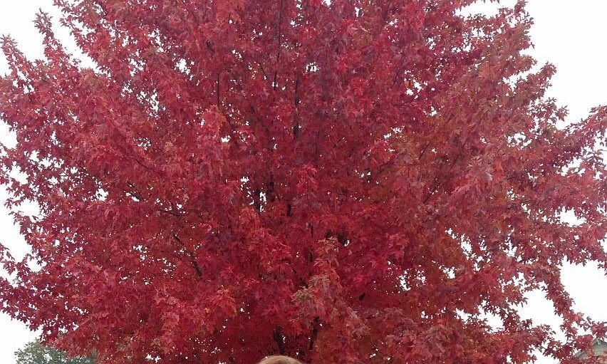 Front yard tree full bloom