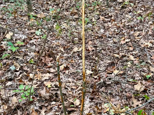 Xxx Fox Run Lane, Joplin, MO 64801