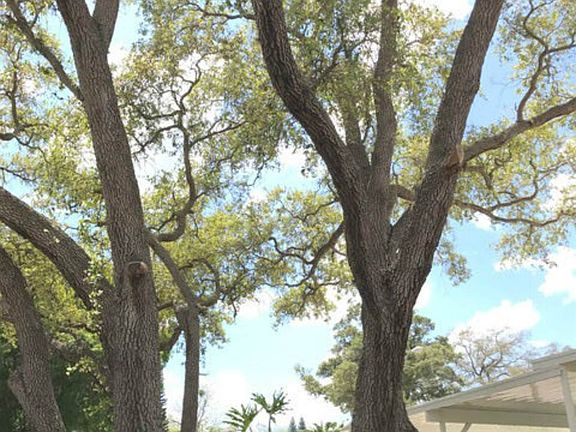 Outside - oak trees