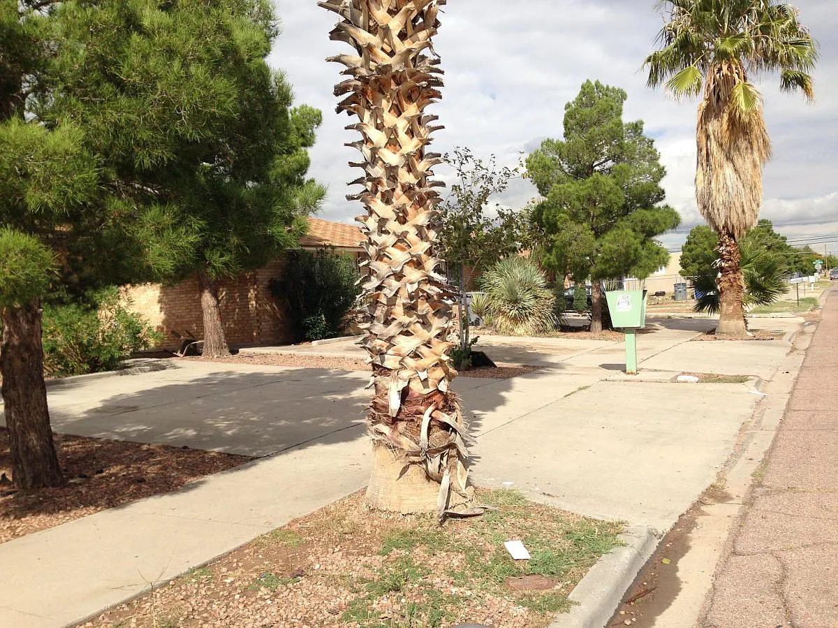 2 bed, 800 sqft, $850 — Photo 3