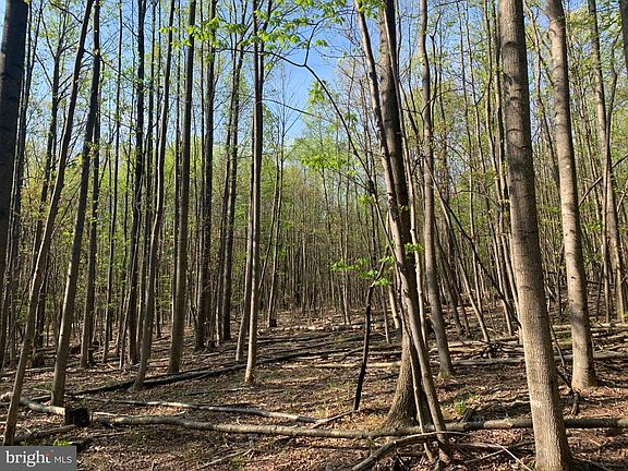 5th image of Black Bear Rd