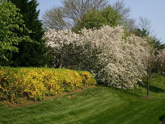 Beautiful Landscaping