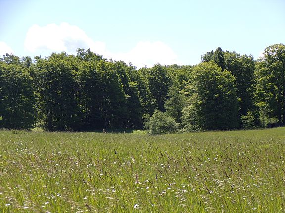 3rd image of 9787 Mitchell Road 70 Acres